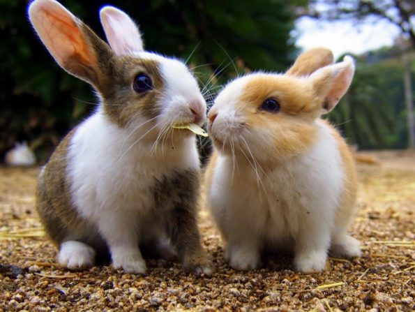adorable bunnies