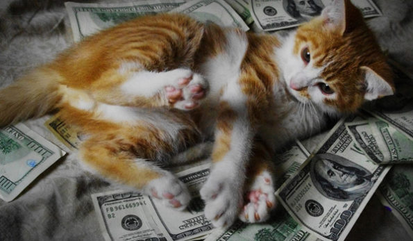 cash cat
