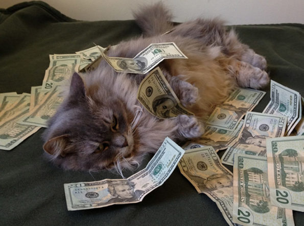 Cat rolling in cash