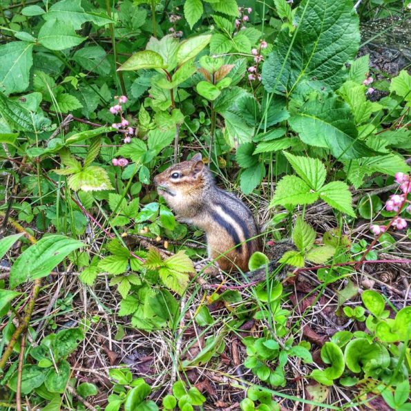 chipmunk
